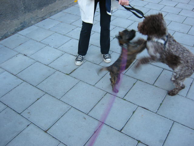 Small Brown Curly Haired Dogs. of curly hair. These dogs